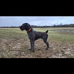 Angel - German Wirehaired Pointer