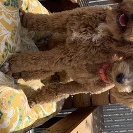 Goldendoodles and Poodles from Krispydoodle