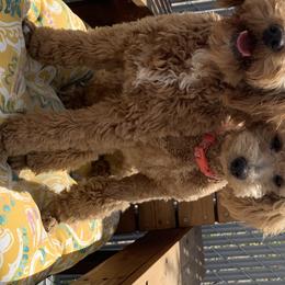 Goldendoodles and Poodles from Krispydoodle