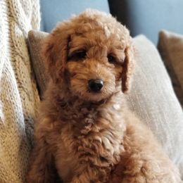 Goldendoodles and Poodles from East Valley Pups