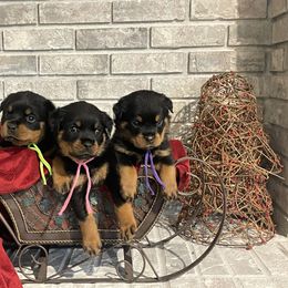 Girl 2 - Black and mahogany female Rottweiler puppy in Burlington, Kentucky from vom Blaurasen Rottweilers