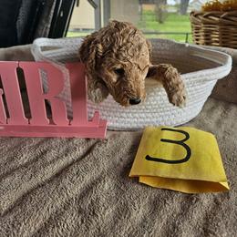 Girl 3 - Apricot female Poodle puppy in Detroit, Michigan from Pretty Spoiled Spoos llc