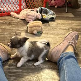 Nyla 7,000 - Blue and white female Chihuahua puppy in Summerfield, Florida from Uey’s Chihuahuas
