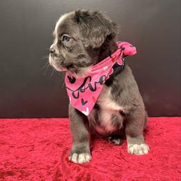Snoopy - Blue male French Bulldog puppy in Plano, Illinois from Velvet Fluffy Pups