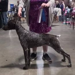 Girl 1 - female German Shorthaired Pointer puppy in Mechanicsville, Iowa from Apple River Working Dogs