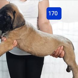 AKC PUP 170 - Fawn male Mastiff puppy in Ava, Missouri from Ozark Mountain Mastiffs