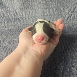 Lil Smokie - Black and tan male Pembroke Welsh Corgi puppy in Deming, New Mexico from Dragon Ridge Corgis