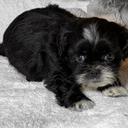 Pluto - Black and white male Shih Tzu puppy in Ocala, Florida from Mimi's Shih-tzus of Ocala