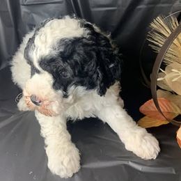 Pickles - Parti male Goldendoodle puppy in Haddam, Kansas from Golden B Acres