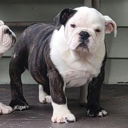 Brunna - Red brindle and white female Bulldog puppy in Cheshire, Connecticut from Absolut Bulldogs