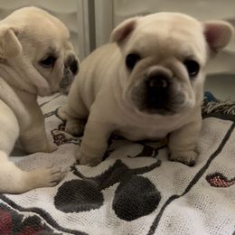 French Bulldog Puppies from The Midwest Frenchies
