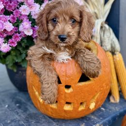 Sawyer - Red male Cavapoo puppy in Bozrah, Connecticut from Cedar Creek Farm