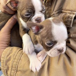 Boston Terrier and Rottweiler Puppies from Ronnie Dreher's Boston Terriers