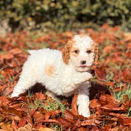 Clove - Parti female Goldendoodle puppy in Urbana, Illinois from ZaraDoodles