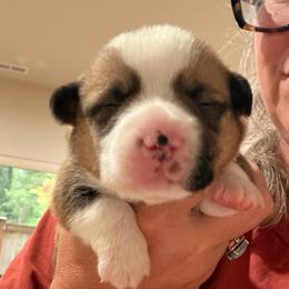 Simon - Blue Boy - Red male Pembroke Welsh Corgi puppy in Woodinville, Washington from Heatherland Corgis