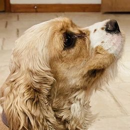 Cockapoos, Cocker Spaniels, and Goldendoodles from MyKy Puppies