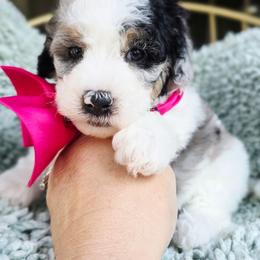 Pink - Blue merle female Aussiedoodle puppy in Georgetown, California from Foothill Aussies