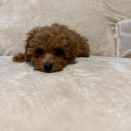Hazel - Red  female Poodle puppy in Auburn, Georgia from Southern Poodles