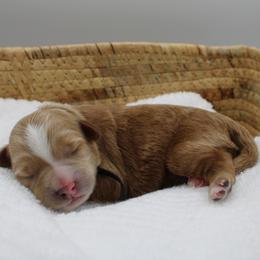 Girl 2 - female Bernedoodle puppy in Saratoga Springs, Utah from Saratoga Springs Doodles