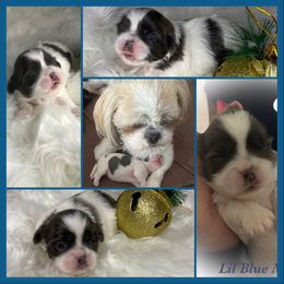 Shih Tzu Puppies from LaDawn’s Little Lions