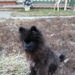 Pomeranian Puppies from Mary's Pomeranians
