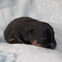 Bentley - Black and tan male Pomeranian puppy in San Marcos, Texas from Hill Country Poms