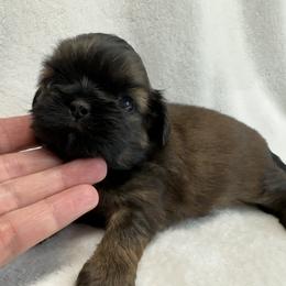 Shih Tzu Puppies from Little Miracles Shih Tzu