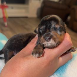Hopper - Dapple female Dachshund puppy in Lufkin, Texas from Dixie Chic Frenchies & Dachshunds