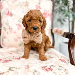 Beau - Red  male Goldendoodle puppy in Sulphur, Louisiana from Curly Q’s Of Carlyss