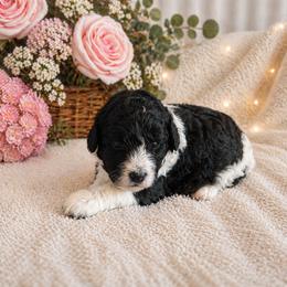 Mia - Black and white female Bernedoodle puppy in Myrtle Beach, South Carolina from Colorful-K9'S