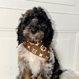 Ryder Blue Merle Tri - Merle male Australian Labradoodle puppy in Beecher, Illinois from Erica’s Doodles