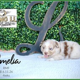 Amelia - Red merle female Miniature Australian Shepherd puppy in Madisonville, Texas from Flying LL Aussies