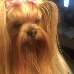 Irish Jazz Republic (Nadia) - Yorkshire Terrier