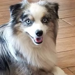 Toy Australian Shepherds from Tiny Paws Aussies
