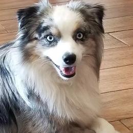 Toy Australian Shepherds from Tiny Paws Aussies