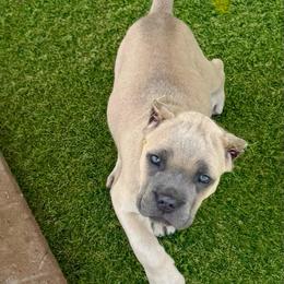 Yellow collar - Gray and fawn female Cane Corso puppy in Nashville, Tennessee from Worldwide Kennels