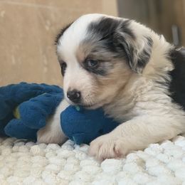 Aussiedoodle, Cavalier King Charles Spaniel, Miniature Australian Shepherd, and Toy Australian Shepherd Puppies from Triple Cross Aussies Triple Cross
