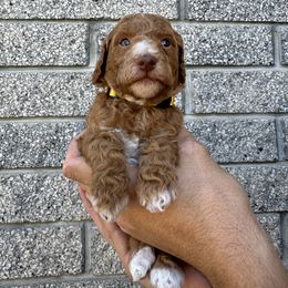 Poodle Puppies from Sunshine Pups