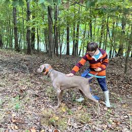 Riot - Weimaraner