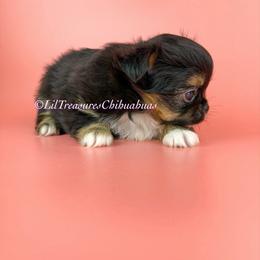 Ferb - Black and tan male Chihuahua puppy in Anderson, South Carolina from Lil Treasures Chihuahuas
