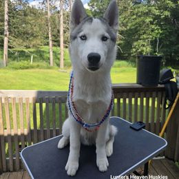 Blaze - Teal Collar - Gray and white male Siberian Husky puppy in Tomahawk, Wisconsin from Lunter's Heaven Huskies