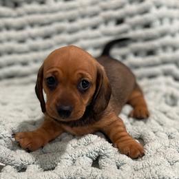 Pixie - Red female Dachshund puppy in Purdy, Missouri from Shotgun Pups