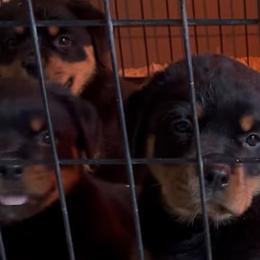 Rottweiler Puppies from Von Decker Rottweilers