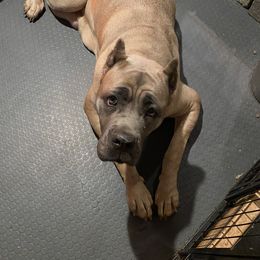 Juno - Cane Corso