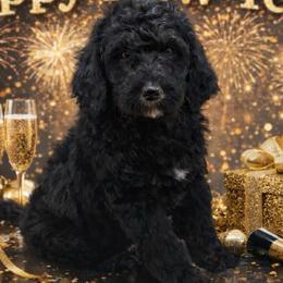 Ham - Phantom male Goldendoodle puppy in Everett, Washington from Pawlydoodles