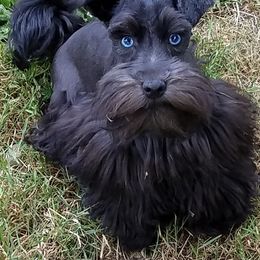 Cinder - Miniature Schnauzer