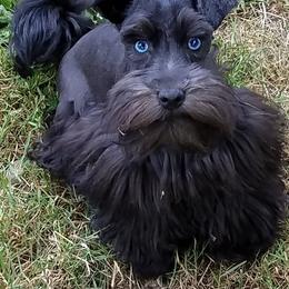 Cinder - Miniature Schnauzer