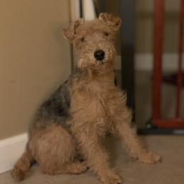 Daisy - Lakeland Terrier