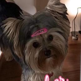 Ember - Yorkshire Terrier