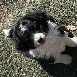 Sampson - male Australian Mountain Doodle puppy in Lincoln, Nebraska from GRand Doodles